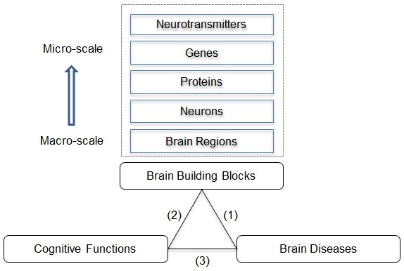 brain building blocks